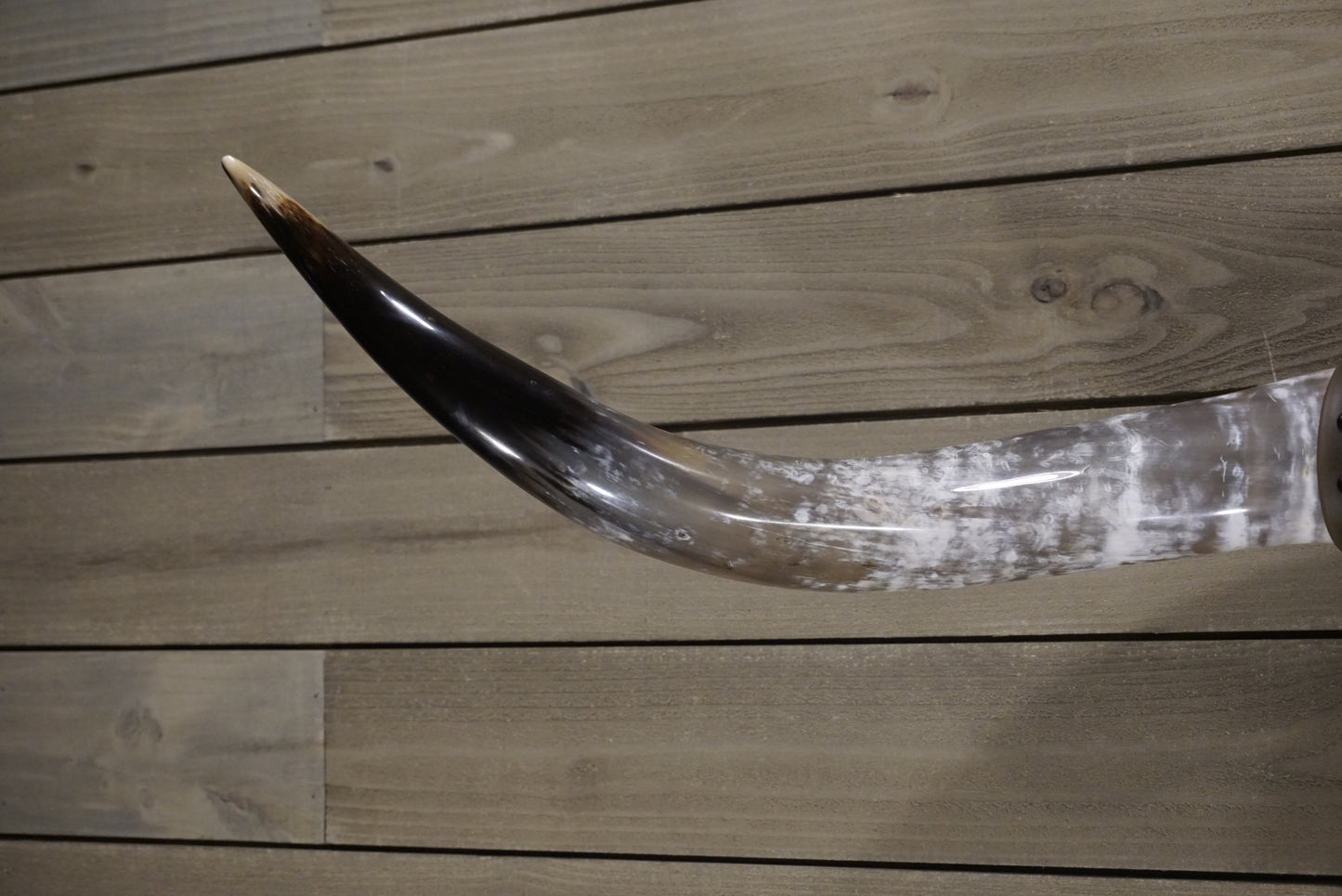 4' 11" Longhorn Wall Mount #246