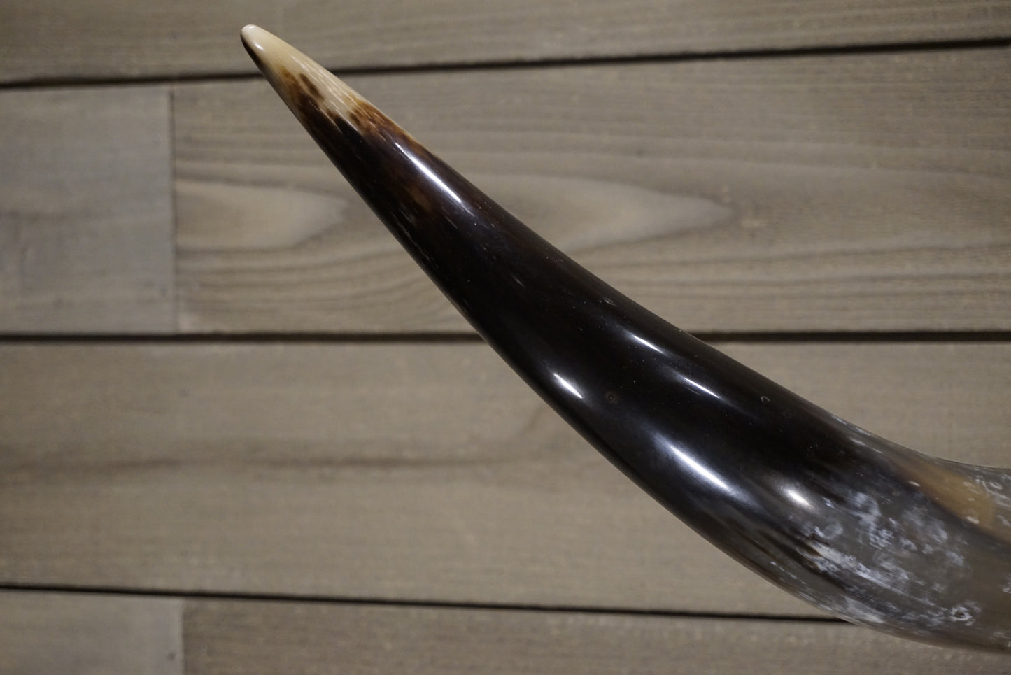 4' 11" Longhorn Wall Mount #246