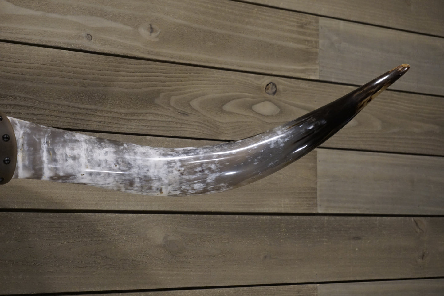 4' 11" Longhorn Wall Mount #246