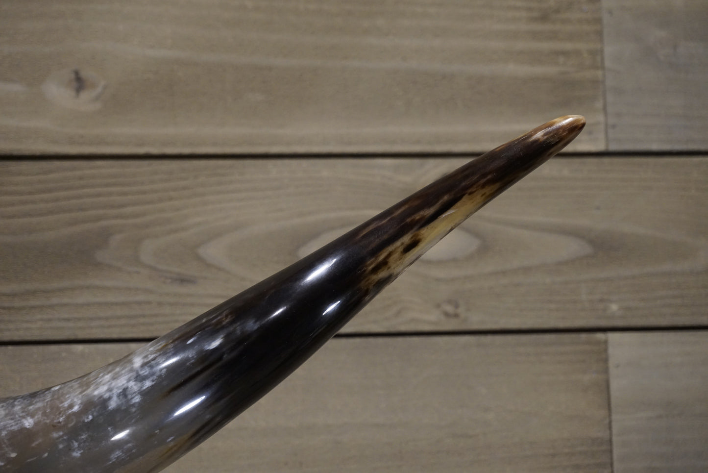 4' 11" Longhorn Wall Mount #246