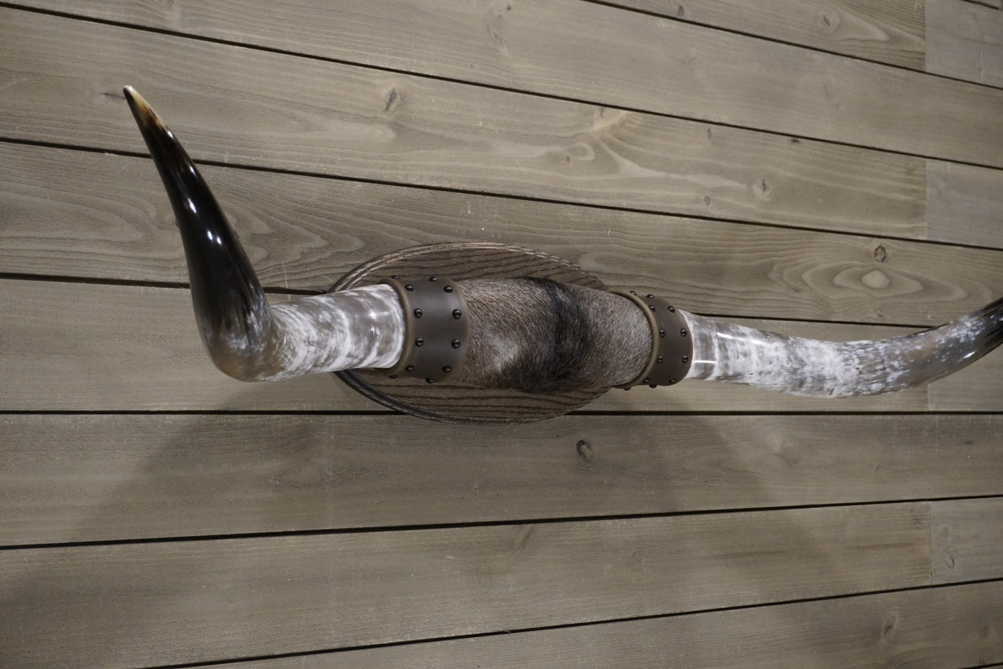 4' 11" Longhorn Wall Mount #246