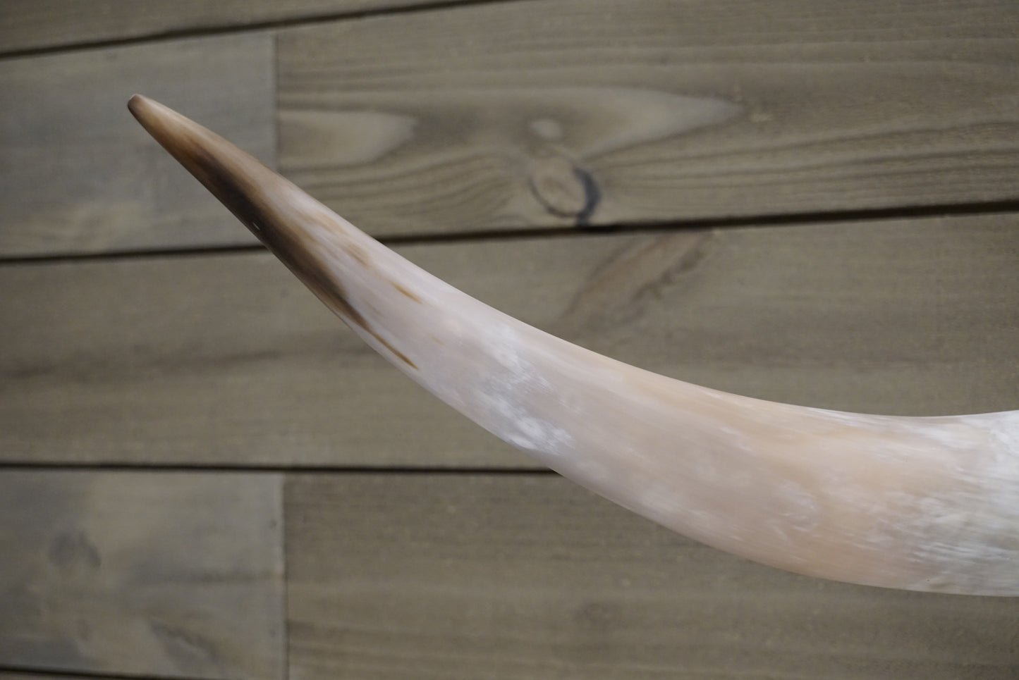 4' 9" Longhorn Wall Mount #247