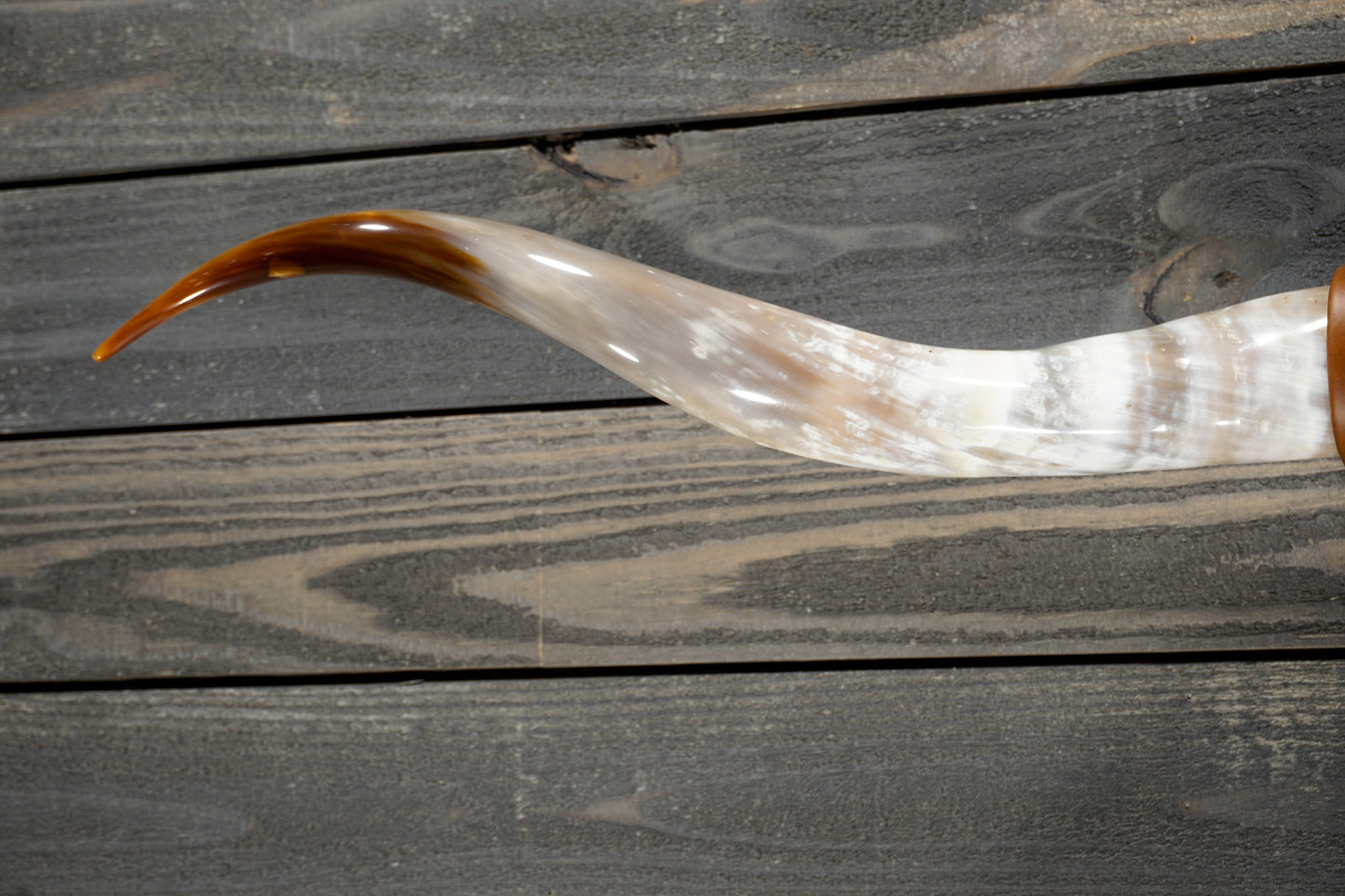 4' 10" Longhorn Wall Mount #278
