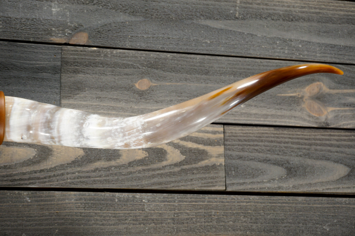 4' 10" Longhorn Wall Mount #278