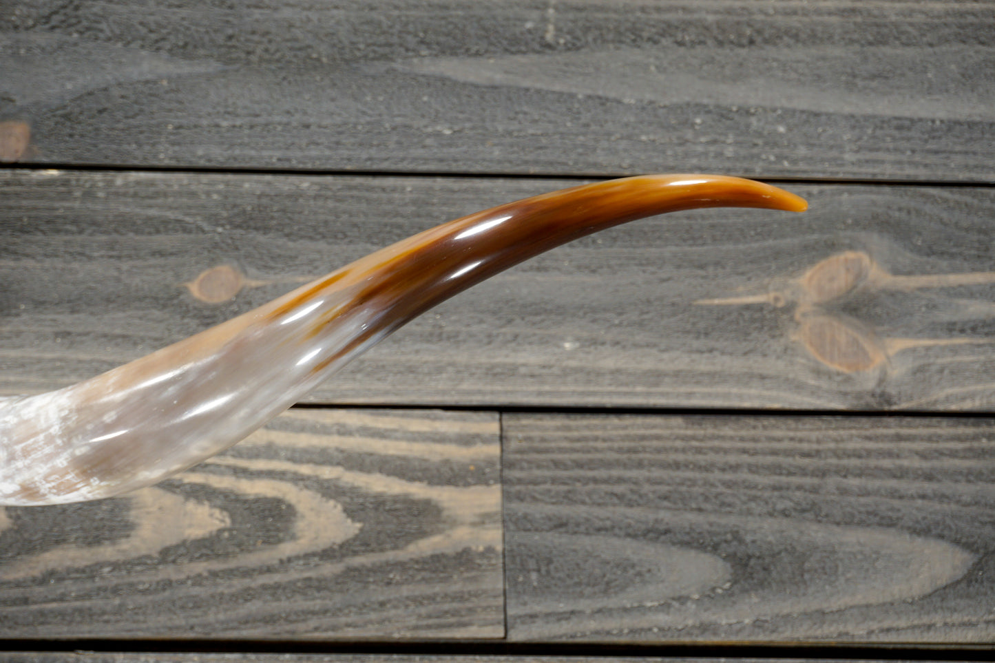 4' 10" Longhorn Wall Mount #278