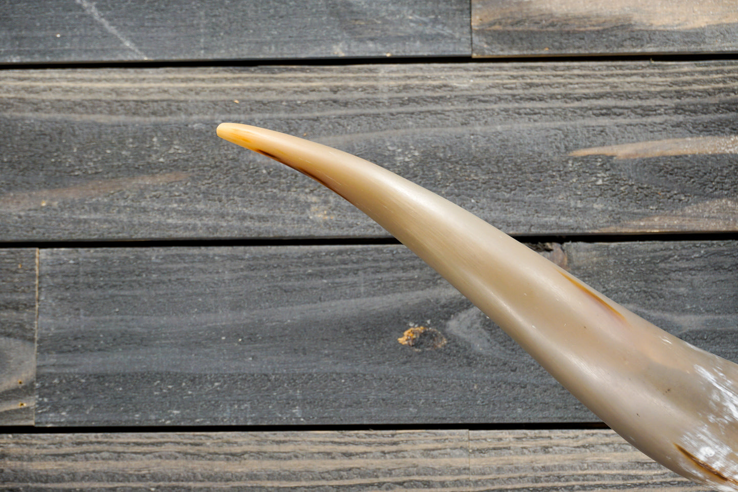 5' 0" Longhorn Wall Mount #284