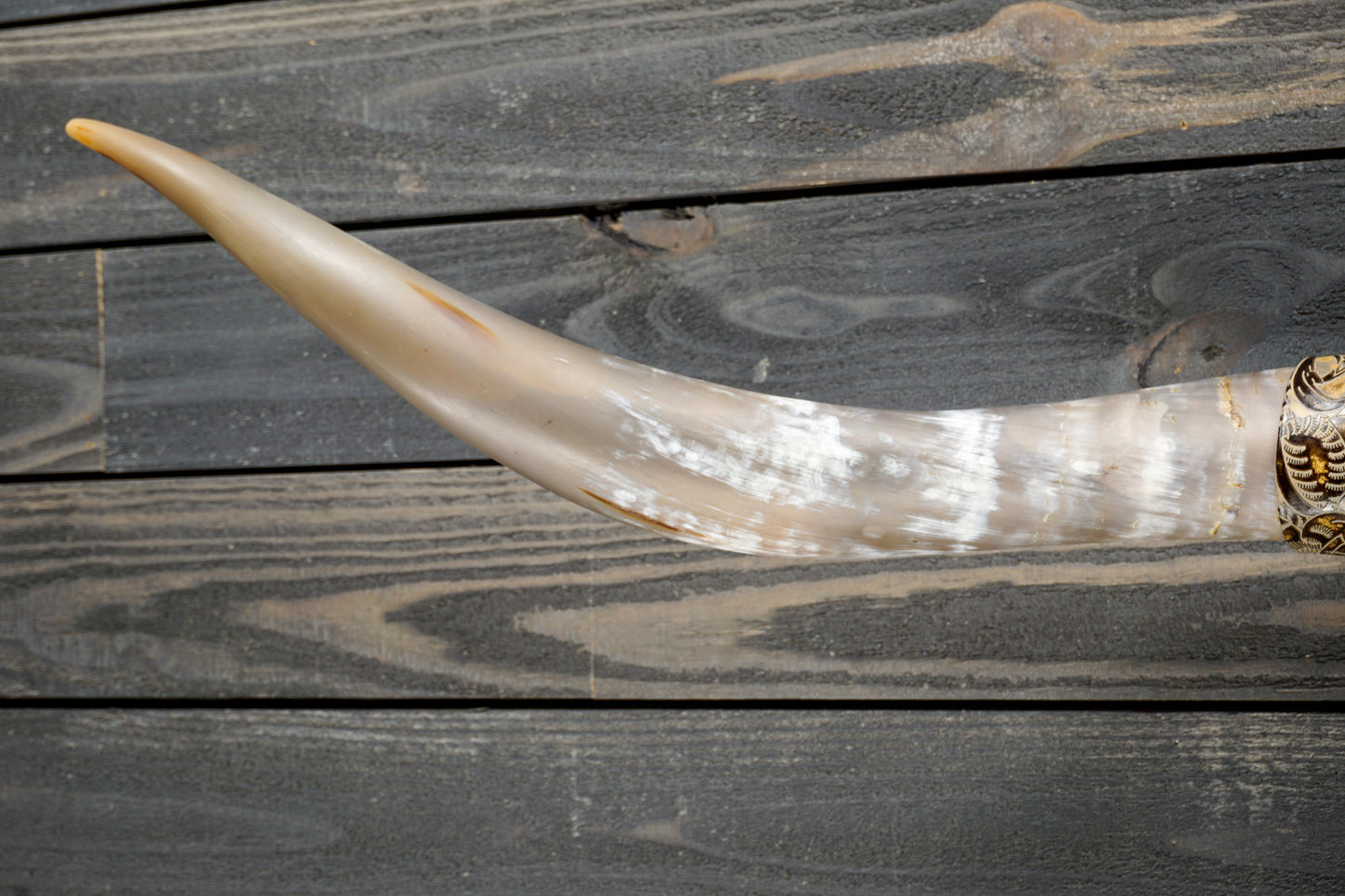 5' 0" Longhorn Wall Mount #284