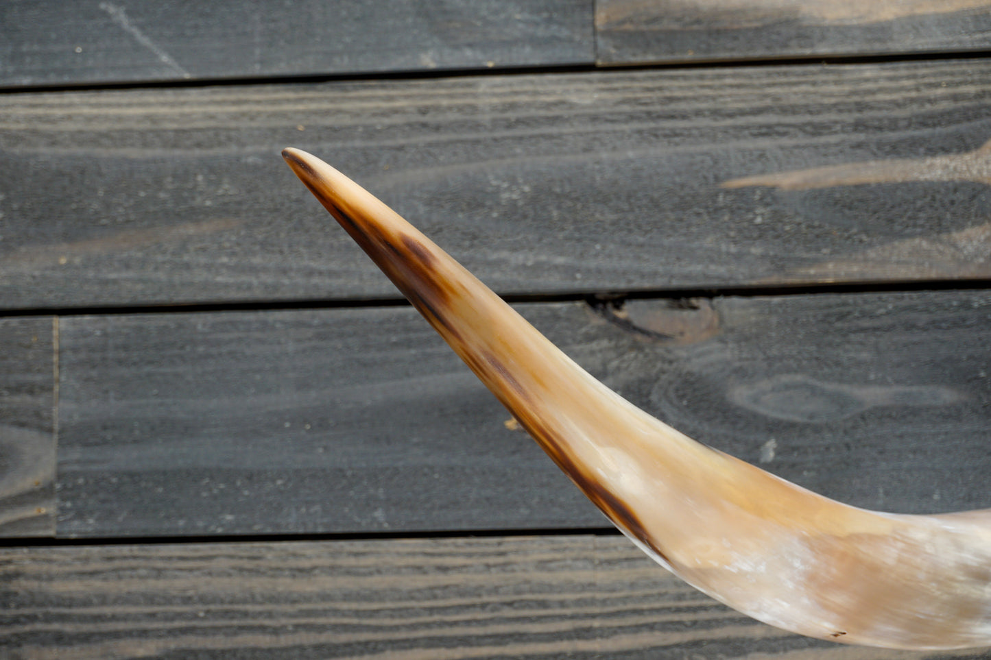 4' 7" Longhorn Wall Mount #290