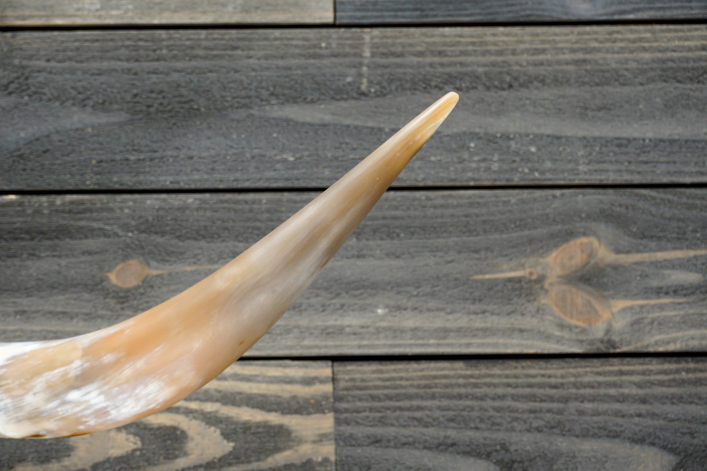 4' 7" Longhorn Wall Mount #290