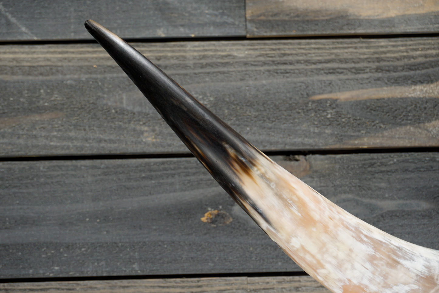 4' 8" Longhorn Wall Mount #291