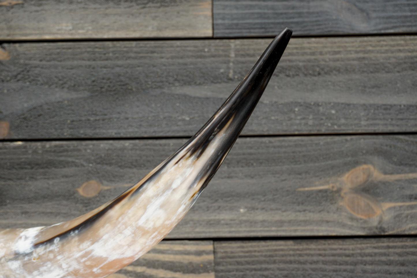 4' 8" Longhorn Wall Mount #291