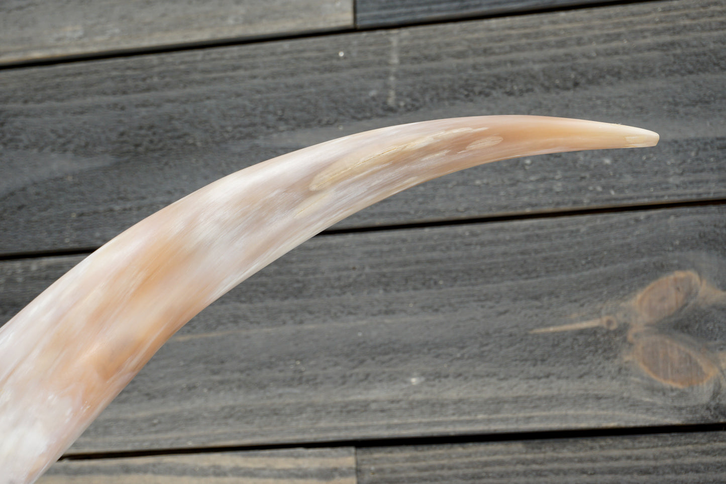 5' 5" Longhorn Wall Mount #307