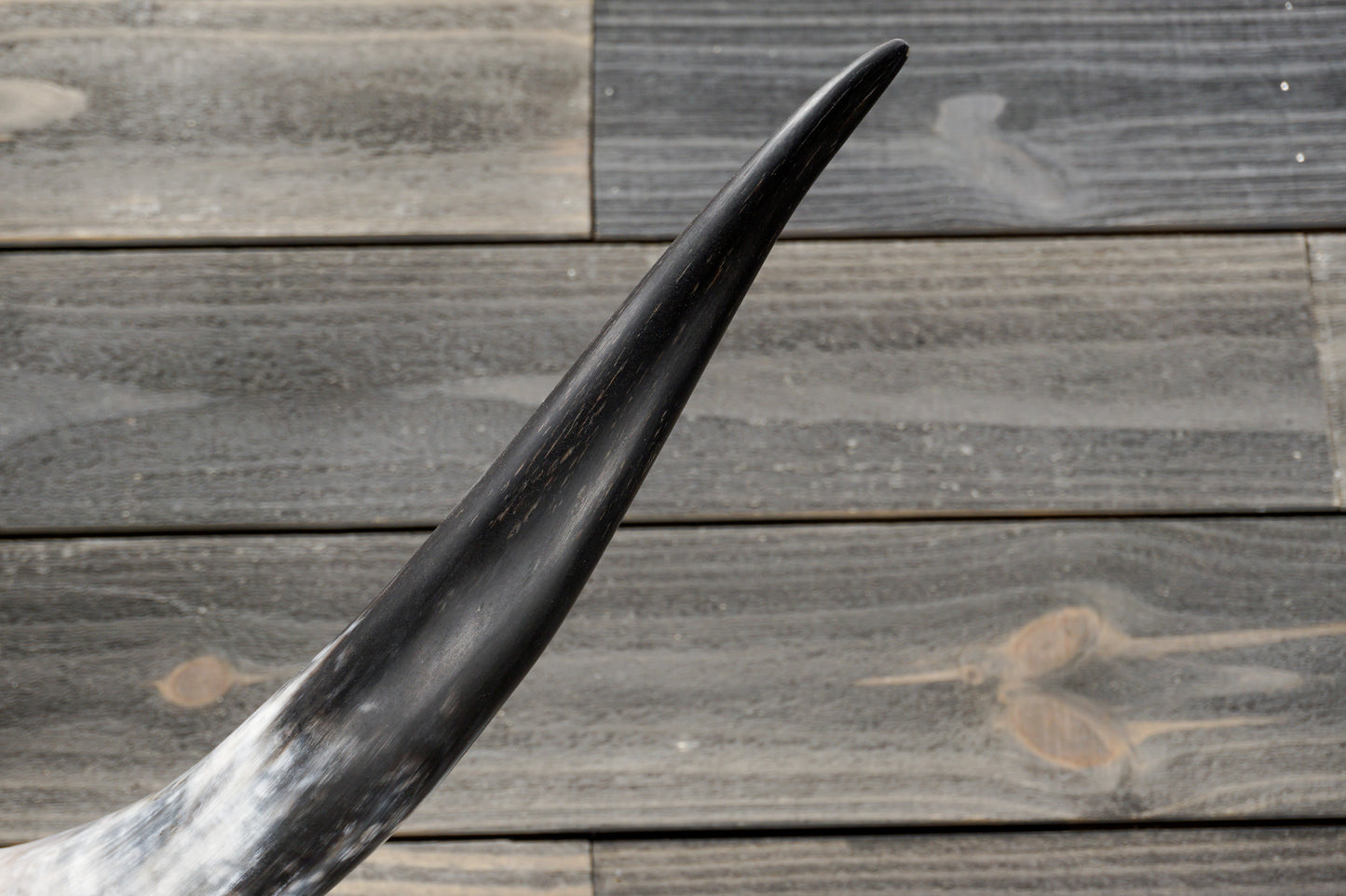 4' 10" Longhorn Wall Mount #336