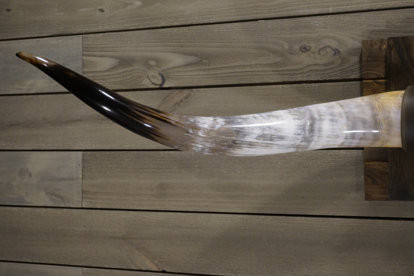 5' 4" Longhorn Wall Mount #249