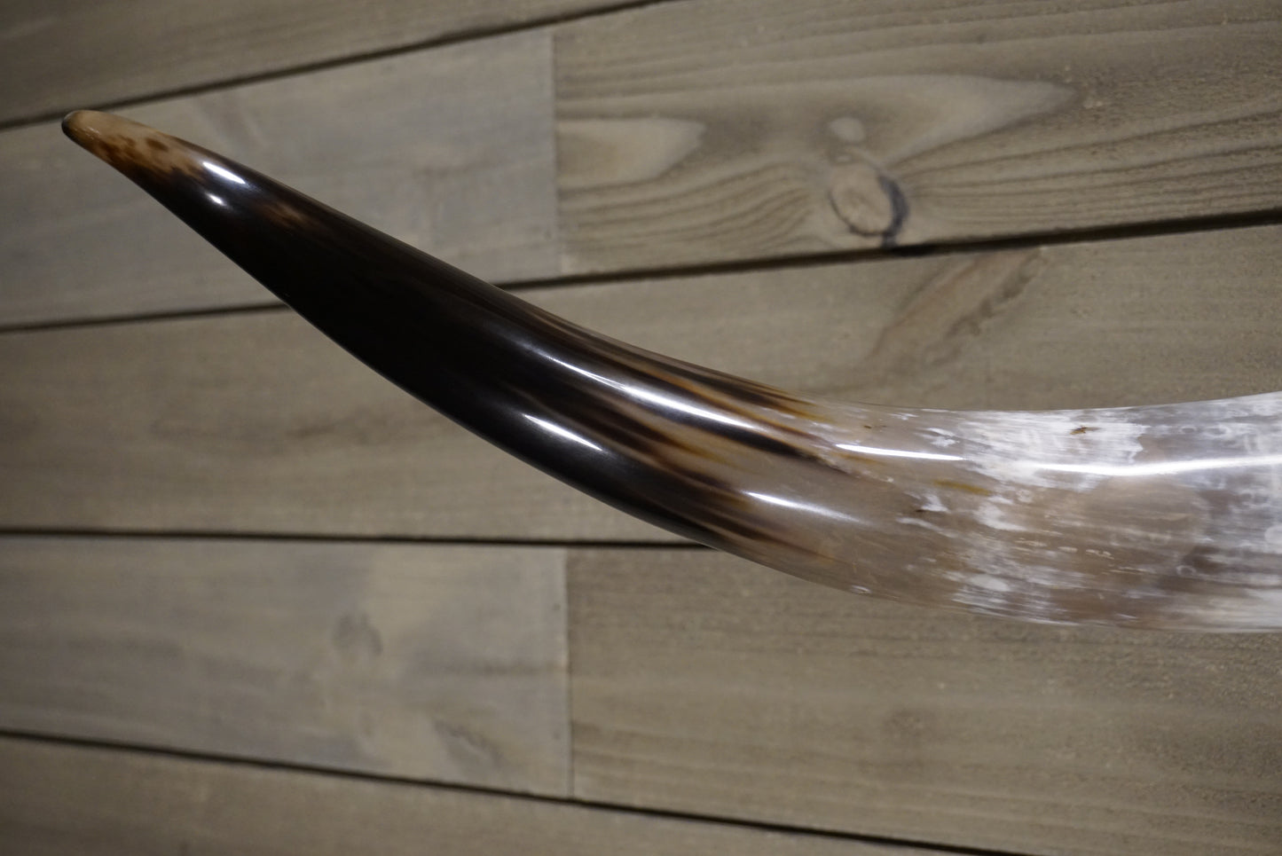 5' 4" Longhorn Wall Mount #249