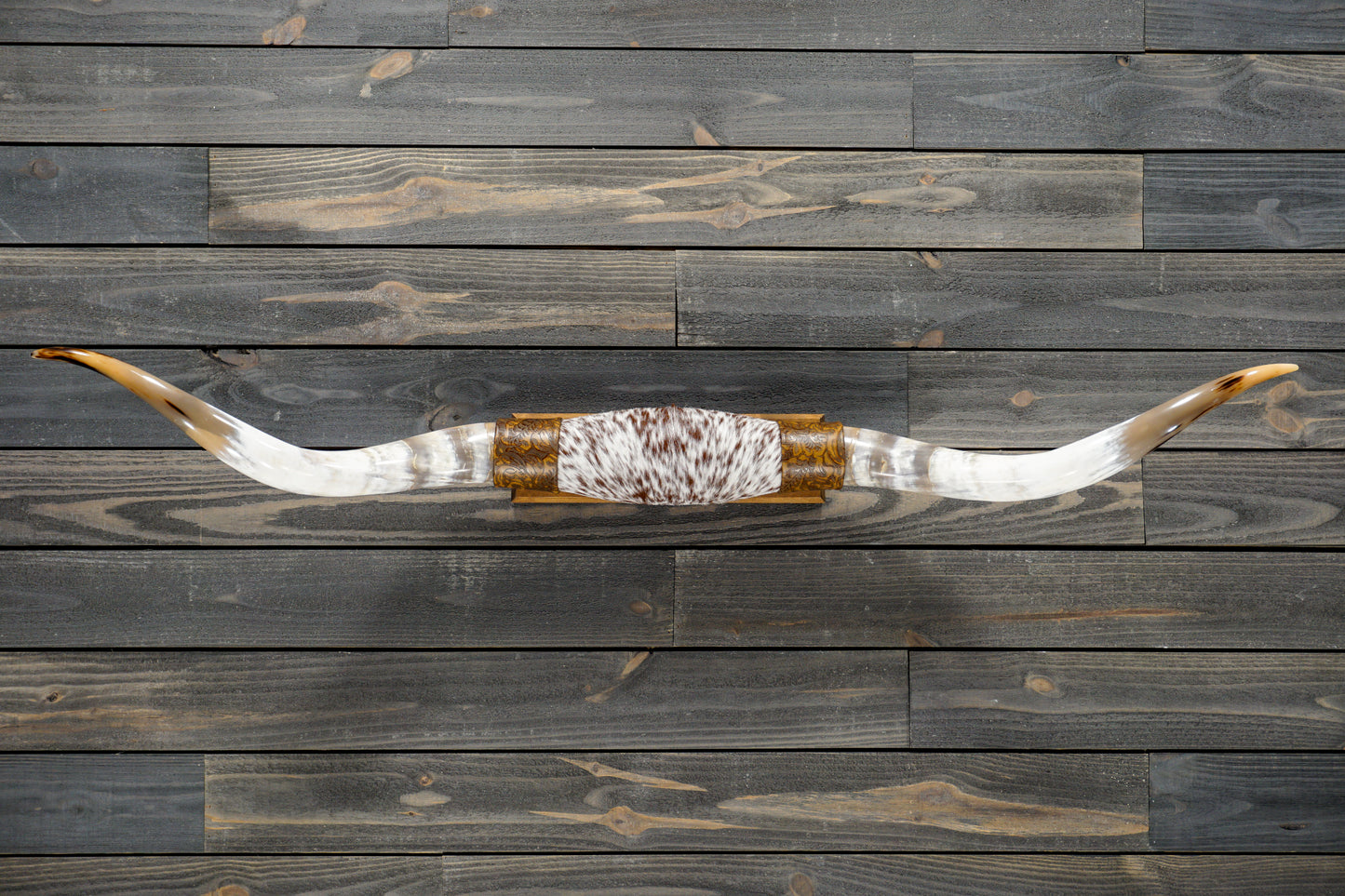 5' 0" Longhorn Wall Mount #269