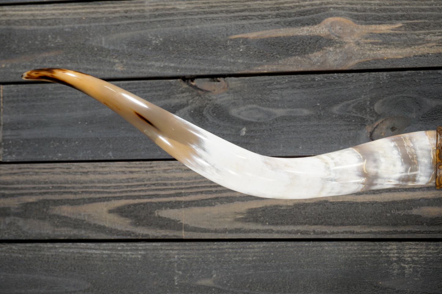 5' 0" Longhorn Wall Mount #269