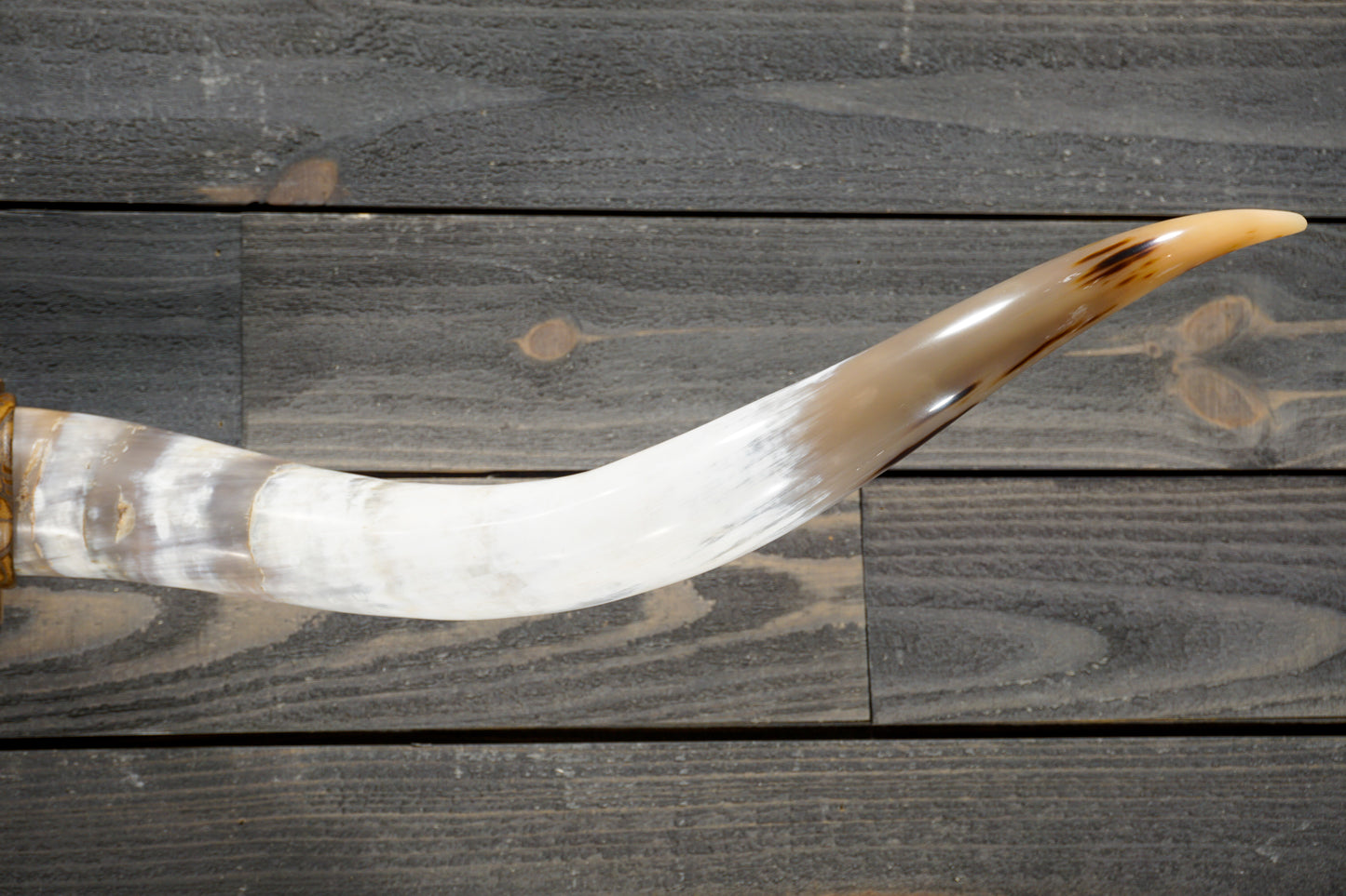 5' 0" Longhorn Wall Mount #269