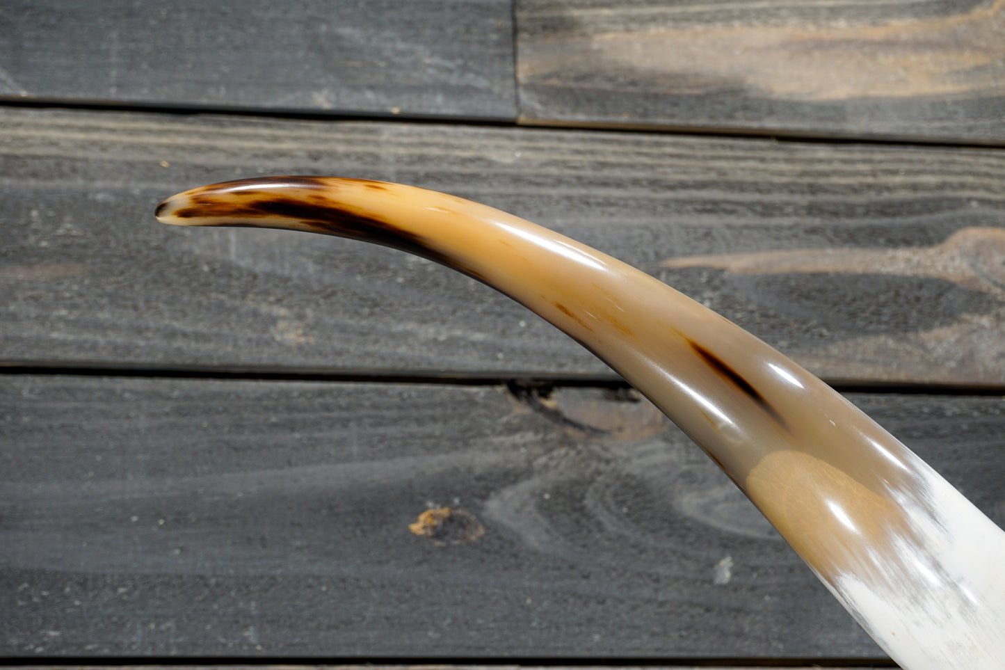 5' 0" Longhorn Wall Mount #269