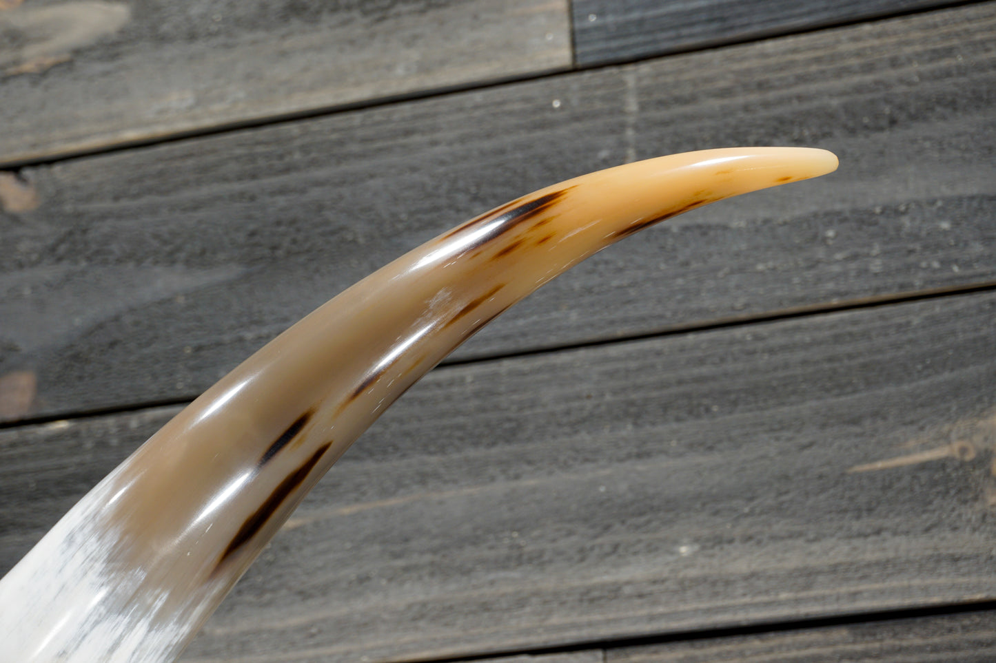 5' 0" Longhorn Wall Mount #269