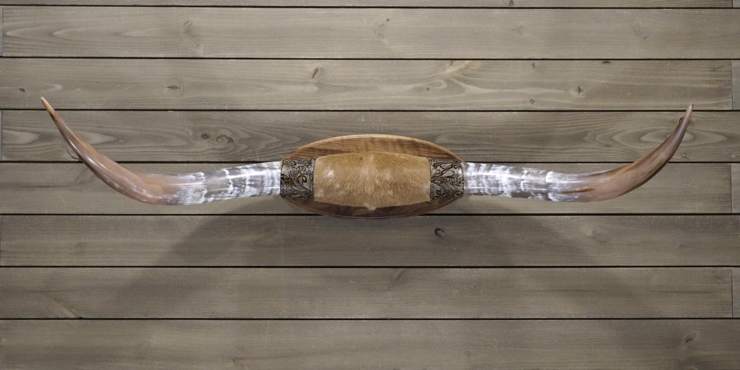 4' 8" Longhorn Wall Mount #242