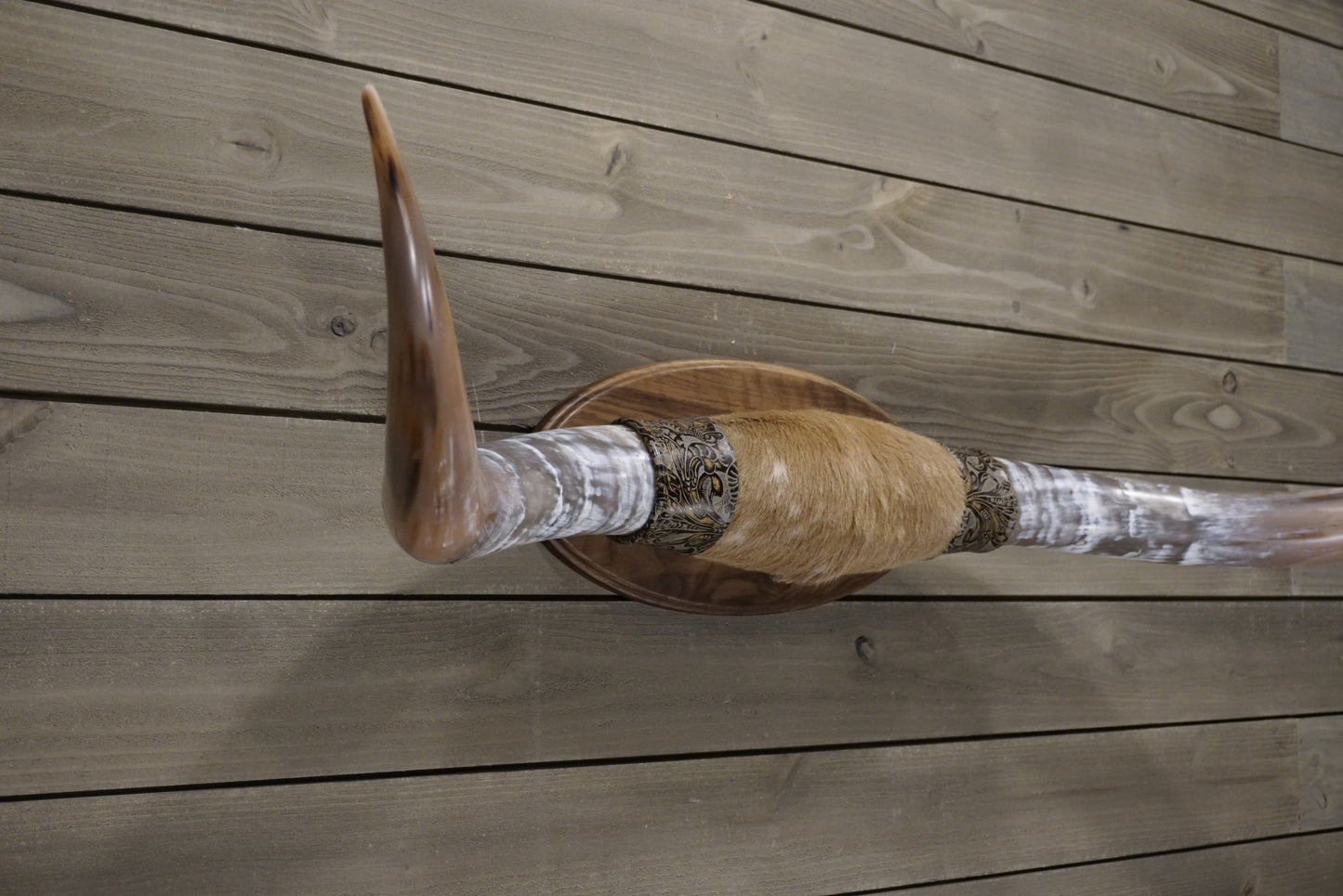 4' 8" Longhorn Wall Mount #242