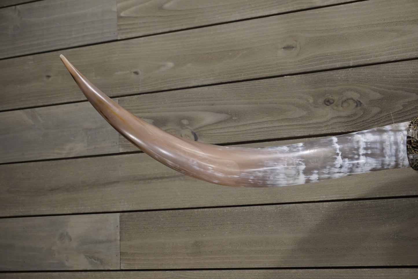 4' 8" Longhorn Wall Mount #242