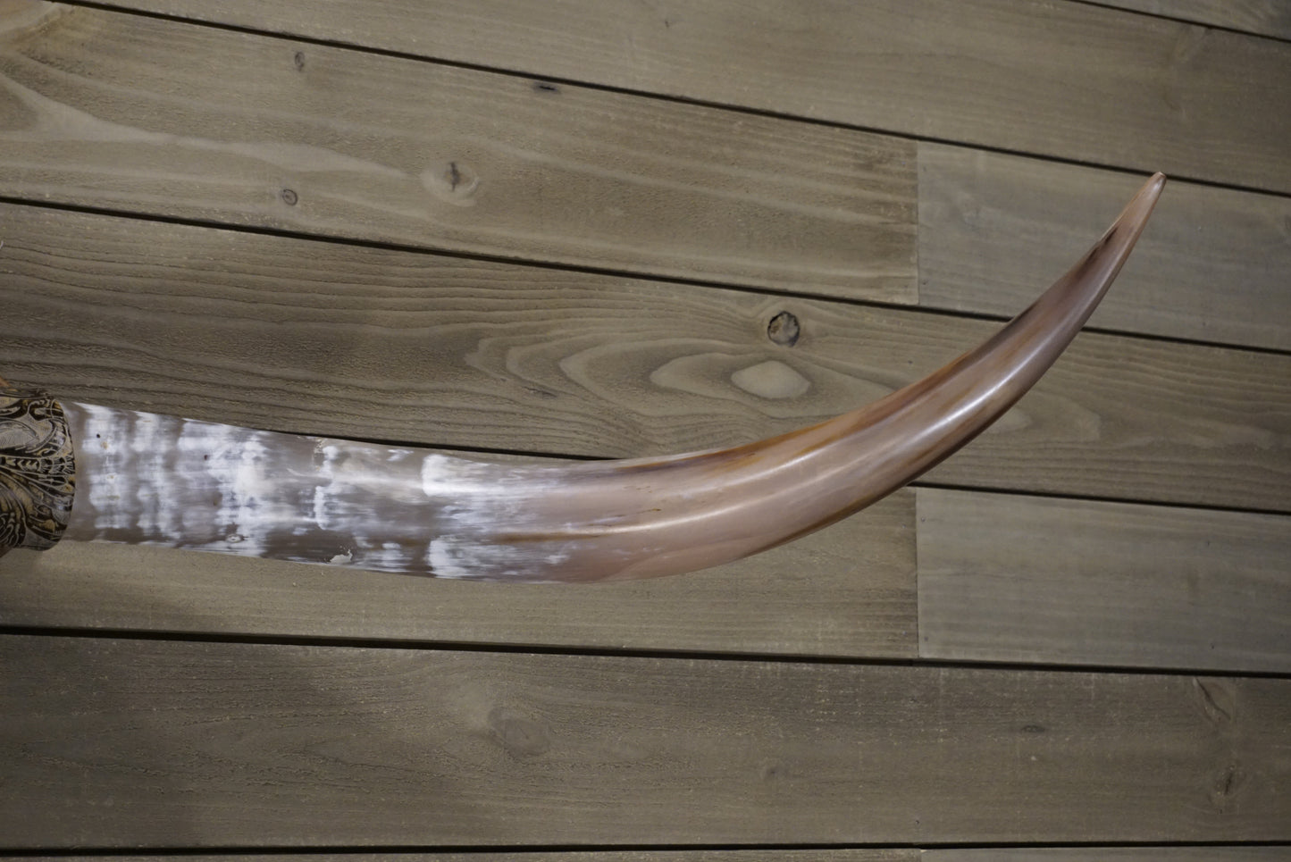 4' 8" Longhorn Wall Mount #242
