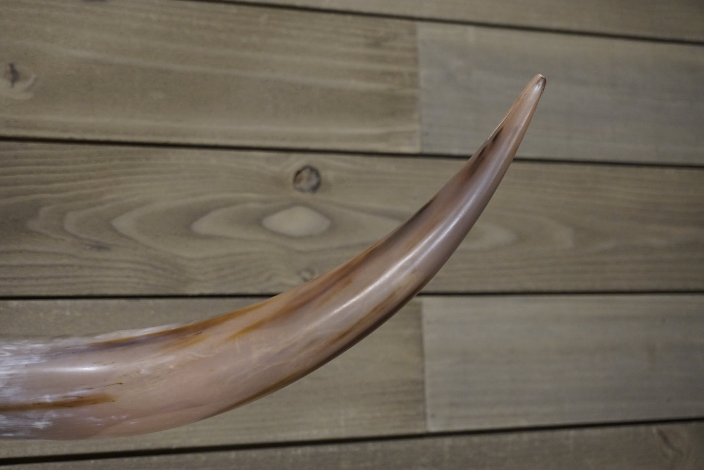 4' 8" Longhorn Wall Mount #242