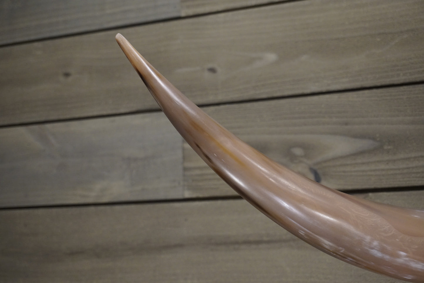 4' 8" Longhorn Wall Mount #242
