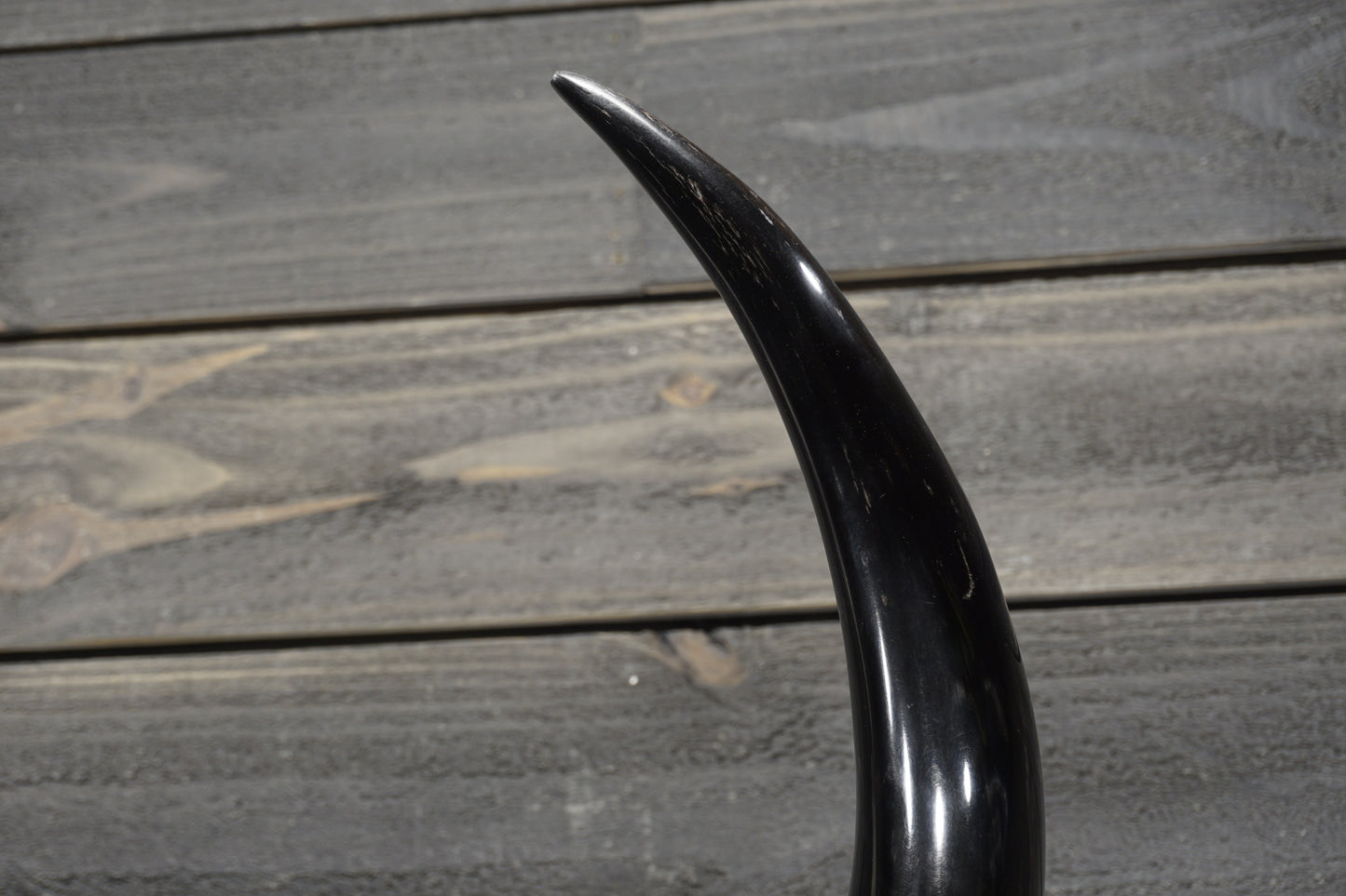3' 0" Longhorn Wall Mount #306