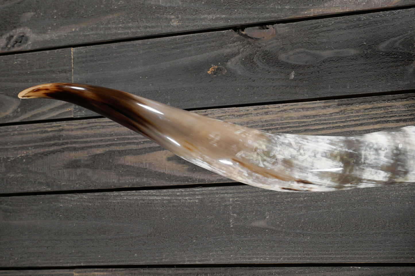 5' 6" Longhorn Wall Mount #261