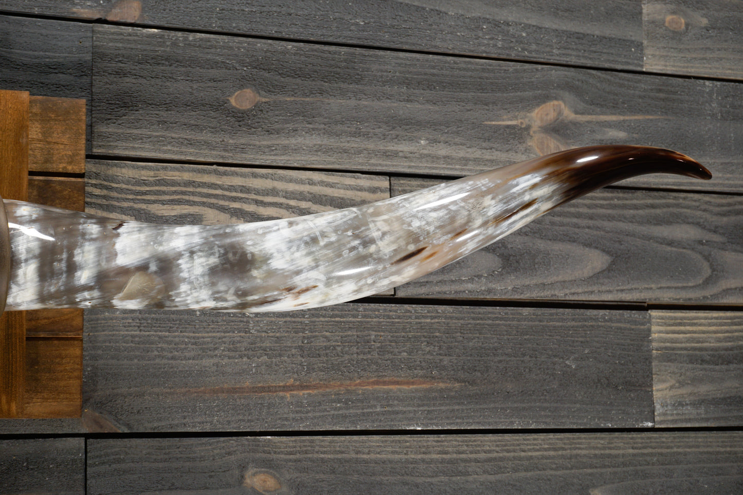 5' 6" Longhorn Wall Mount #261