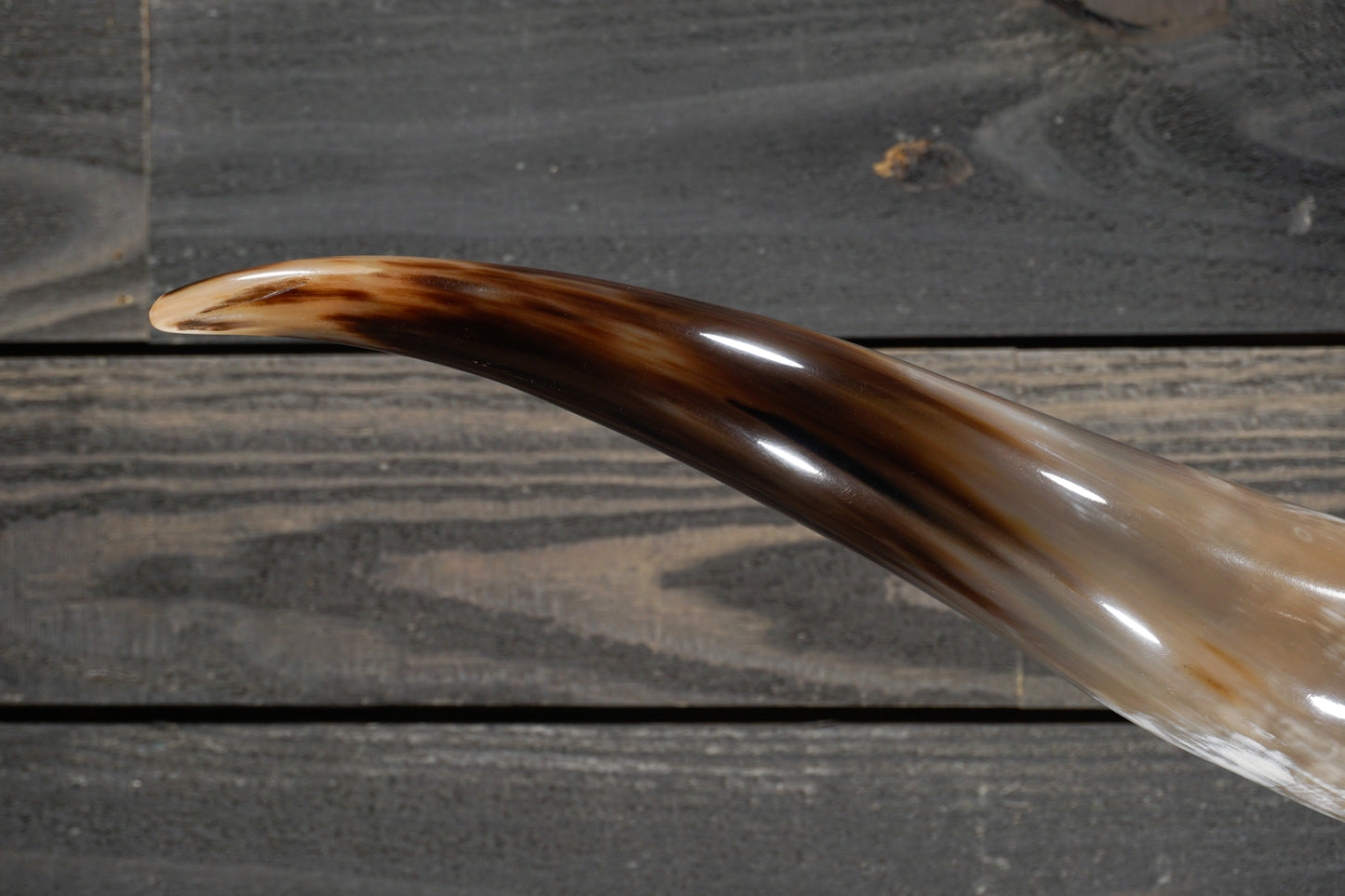 5' 6" Longhorn Wall Mount #261