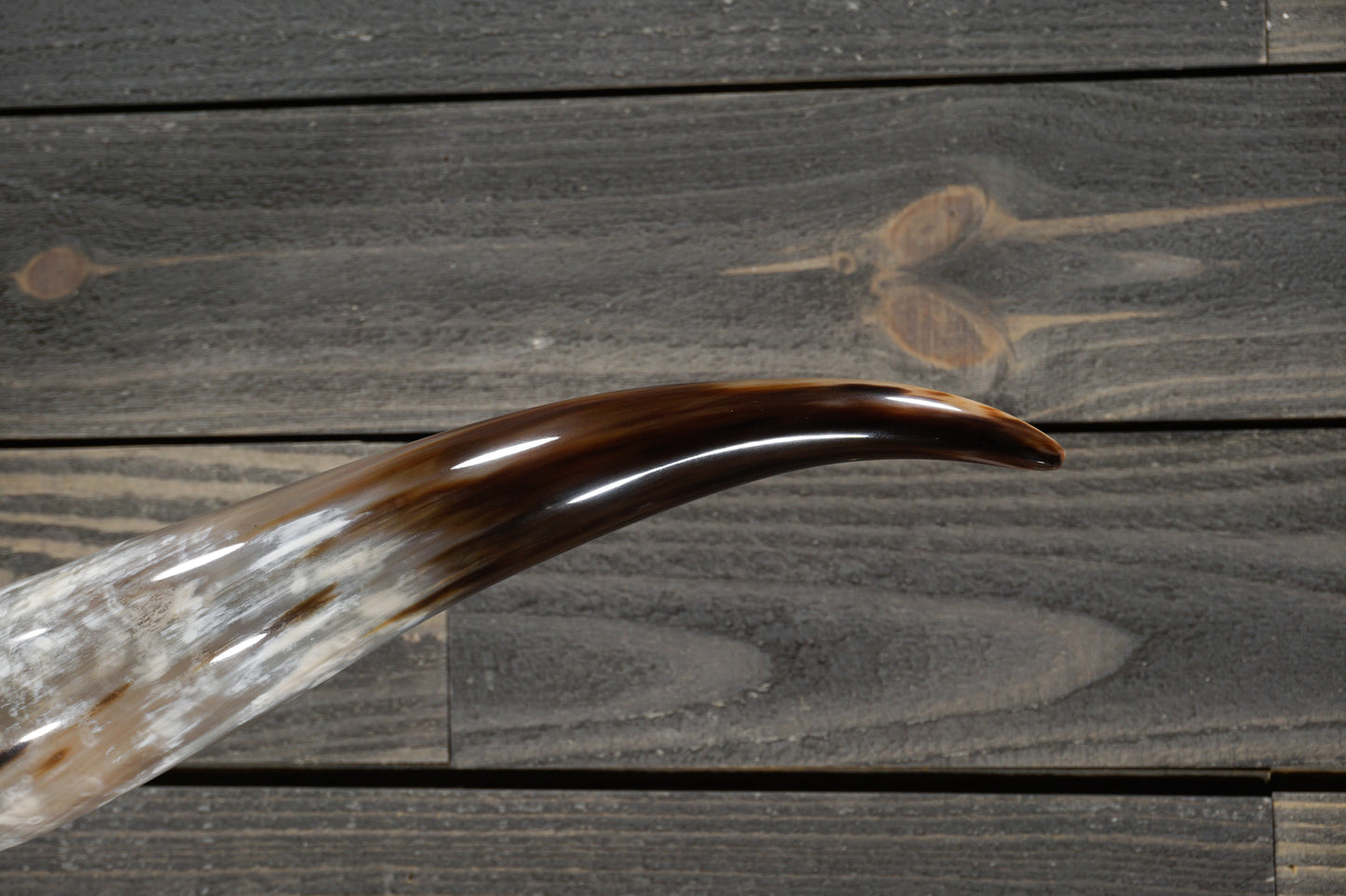 5' 6" Longhorn Wall Mount #261