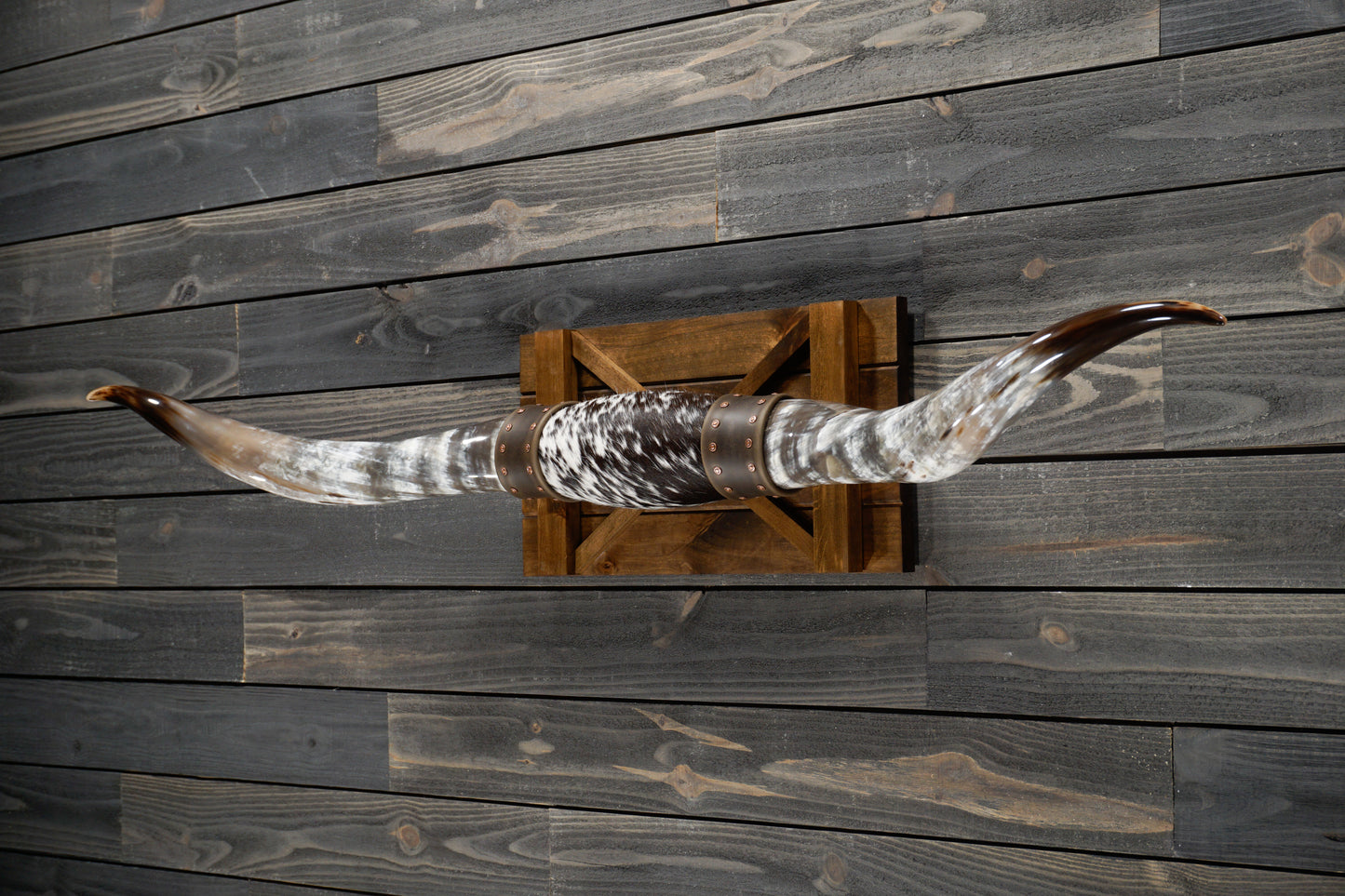 5' 6" Longhorn Wall Mount #261