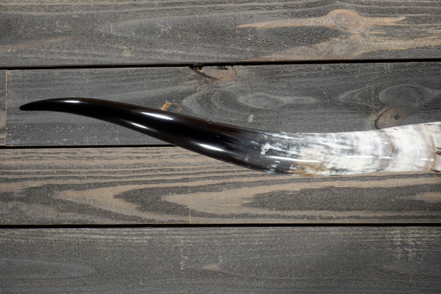 5' 4" Longhorn Wall Mount #268
