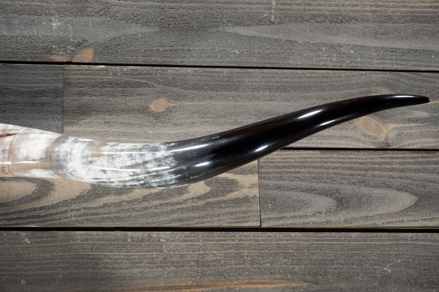 5' 4" Longhorn Wall Mount #268
