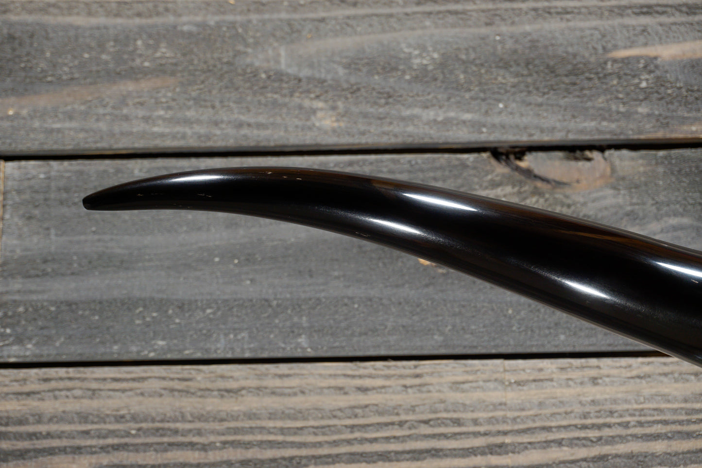 5' 4" Longhorn Wall Mount #268