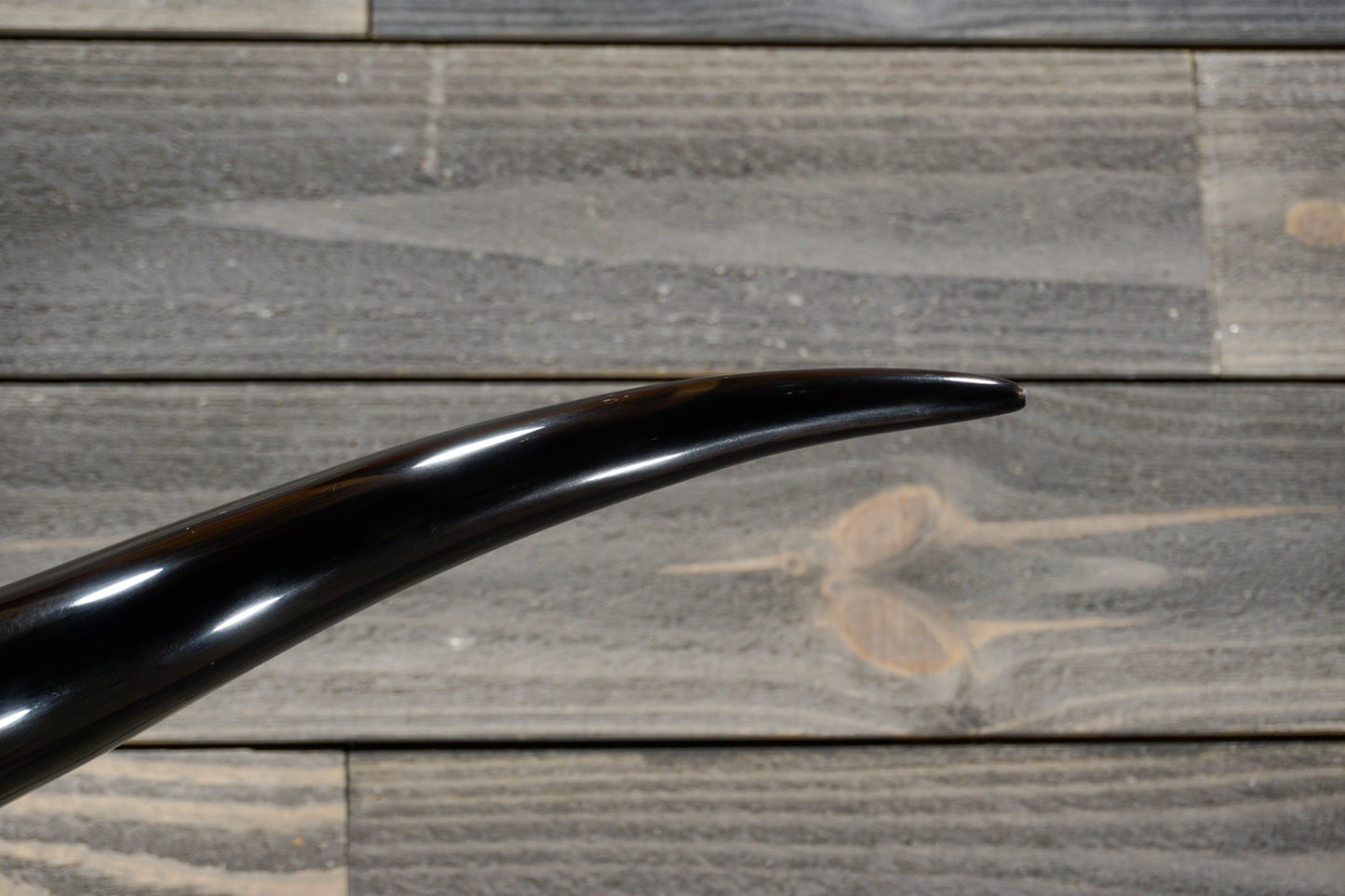 5' 4" Longhorn Wall Mount #268