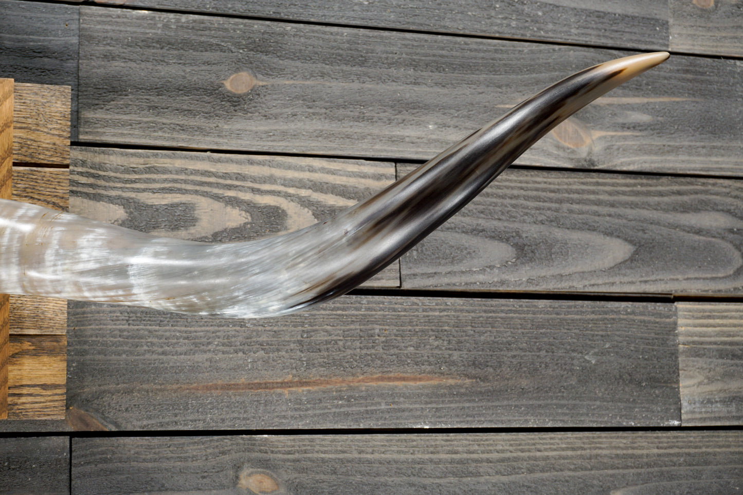 5' 0" Longhorn Wall Mount #268