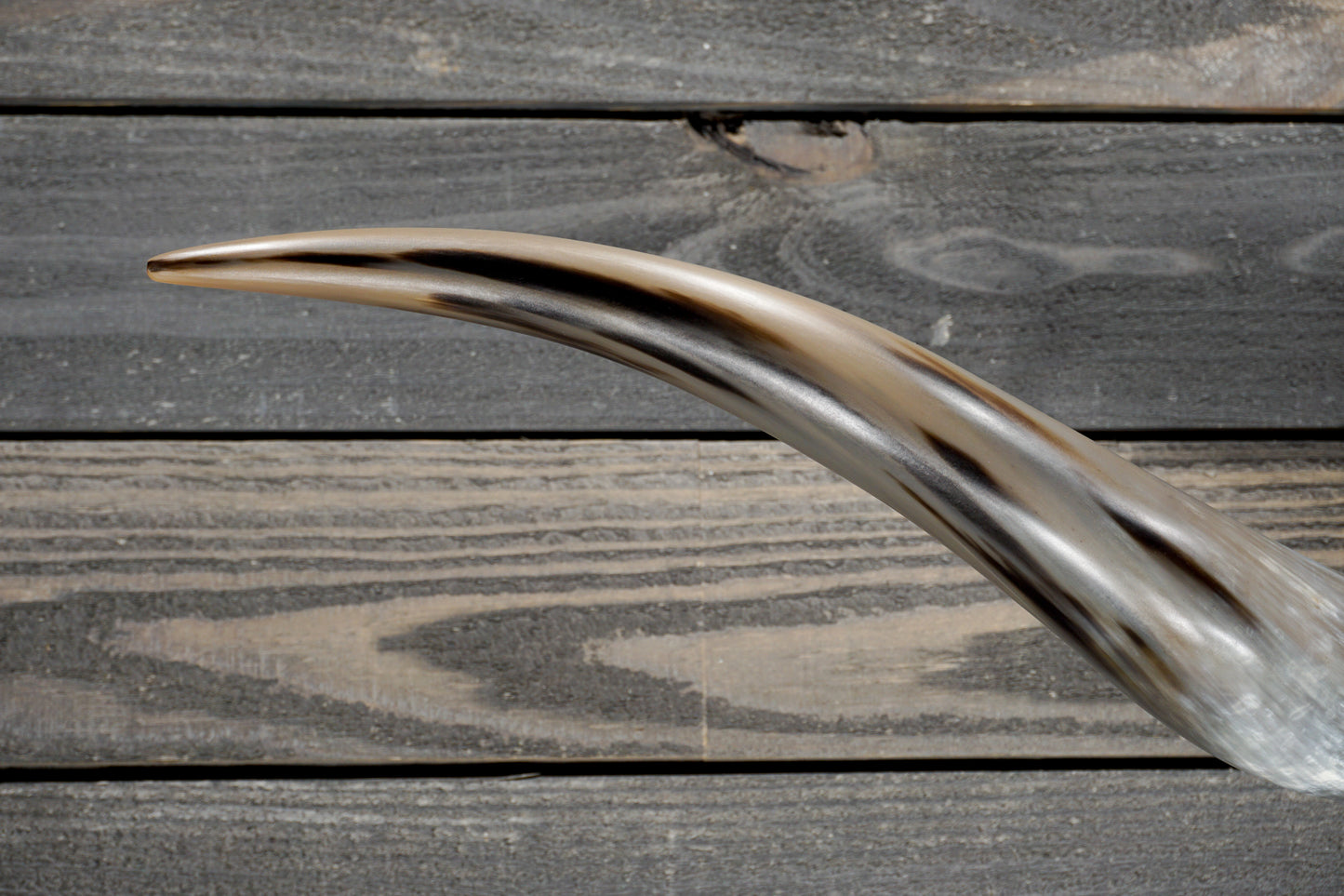 5' 0" Longhorn Wall Mount #268