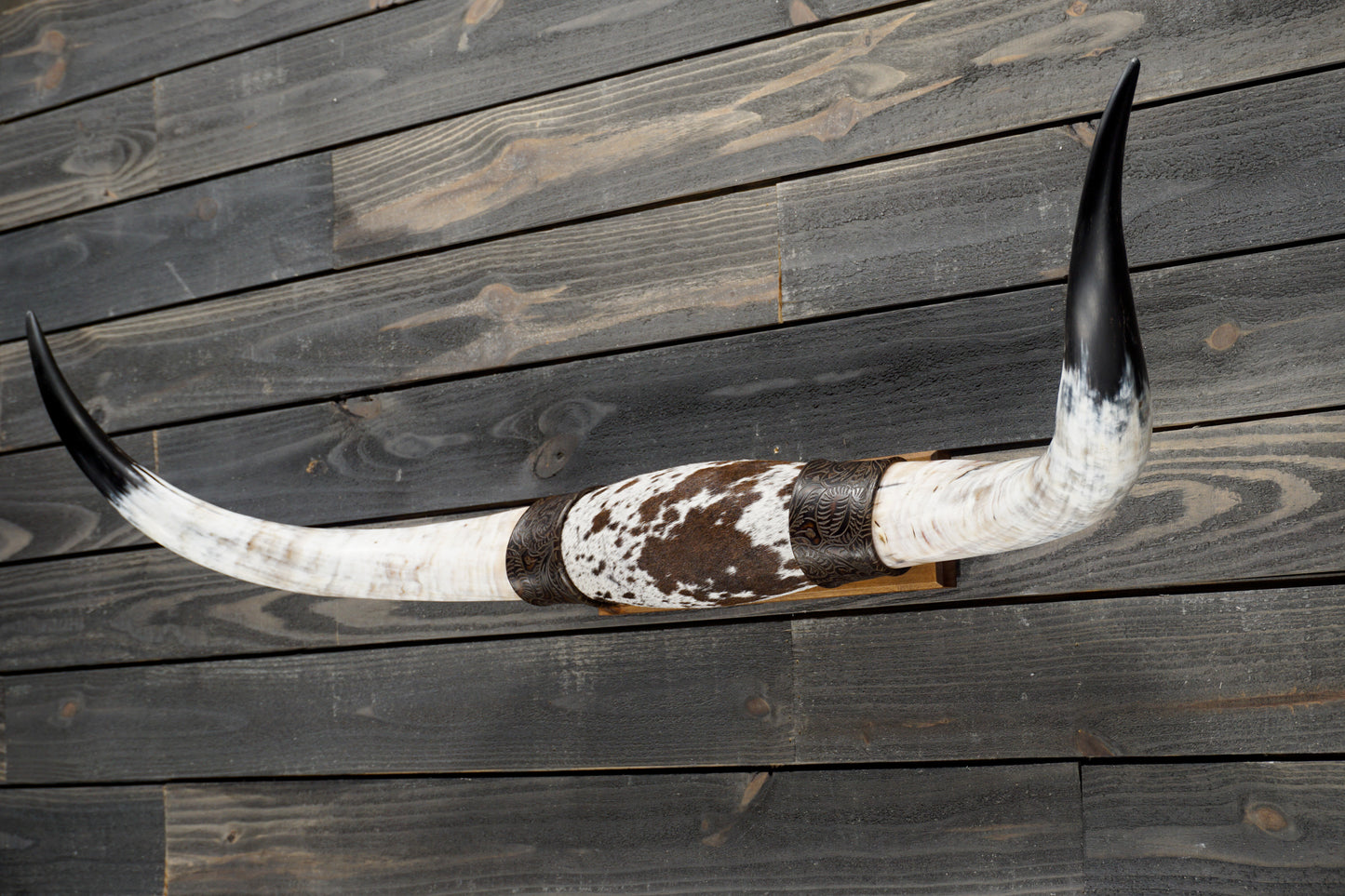 4' 2" Longhorn Wall Mount #346