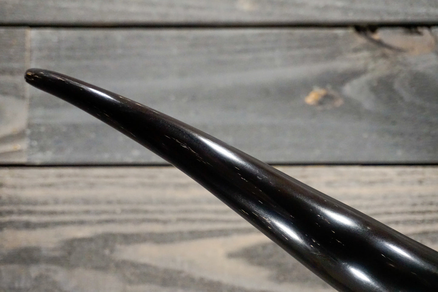 5' 8" Longhorn Wall Mount #254