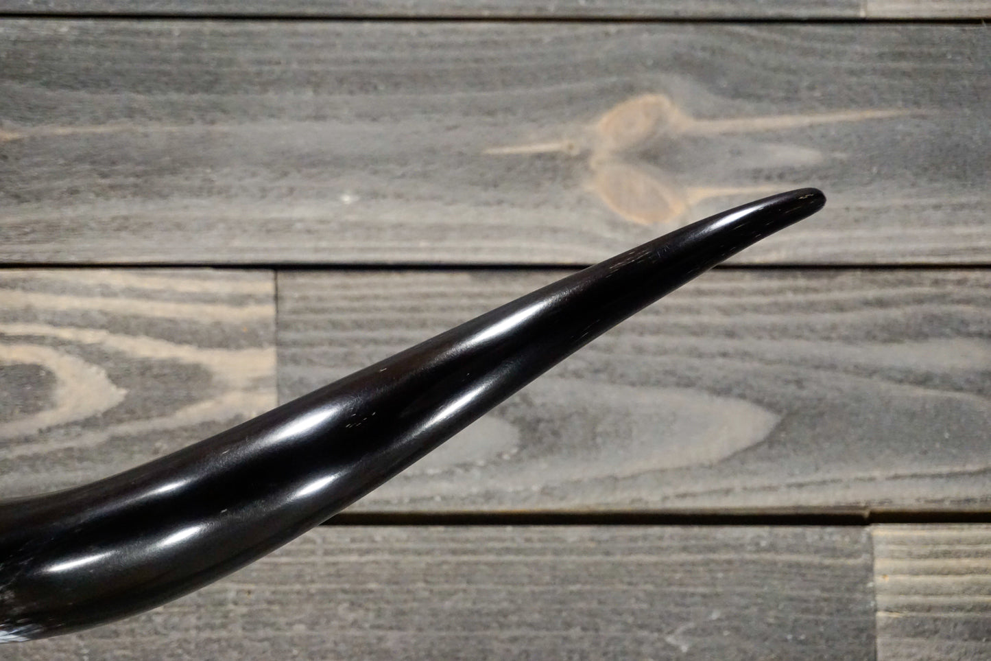 5' 8" Longhorn Wall Mount #254