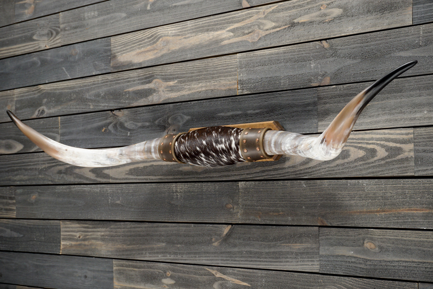 5' 5" Longhorn Wall Mount #277