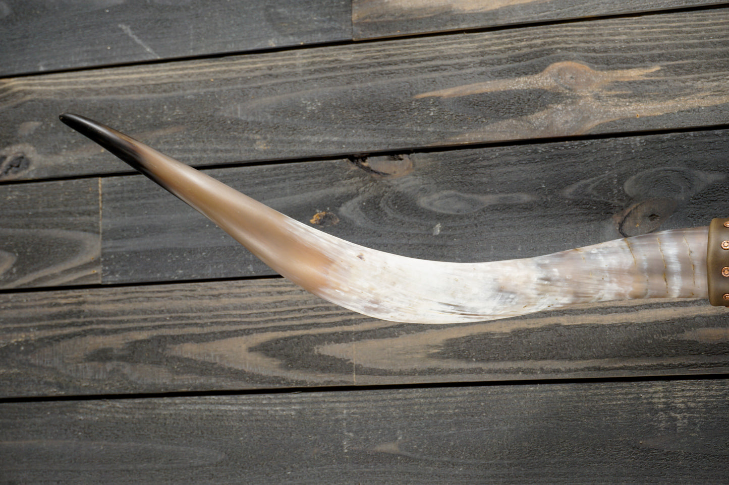 5' 5" Longhorn Wall Mount #277