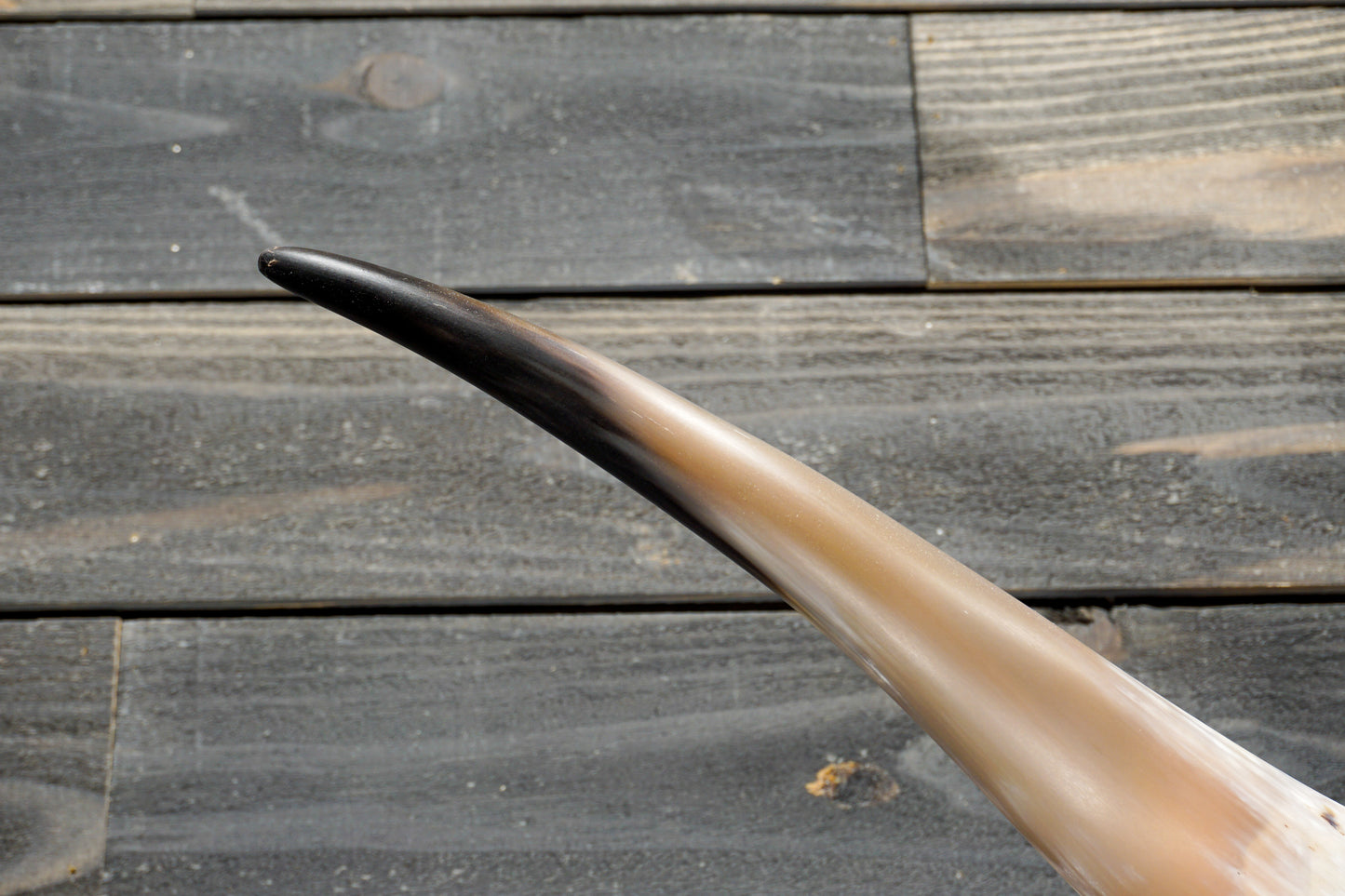 5' 5" Longhorn Wall Mount #277