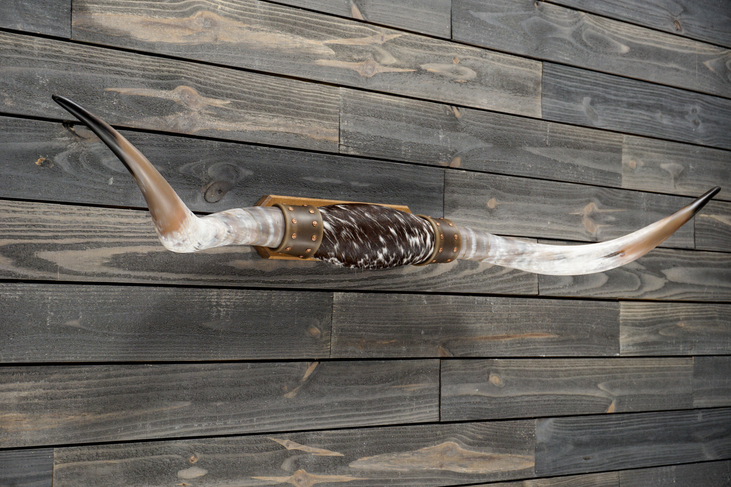5' 5" Longhorn Wall Mount #277