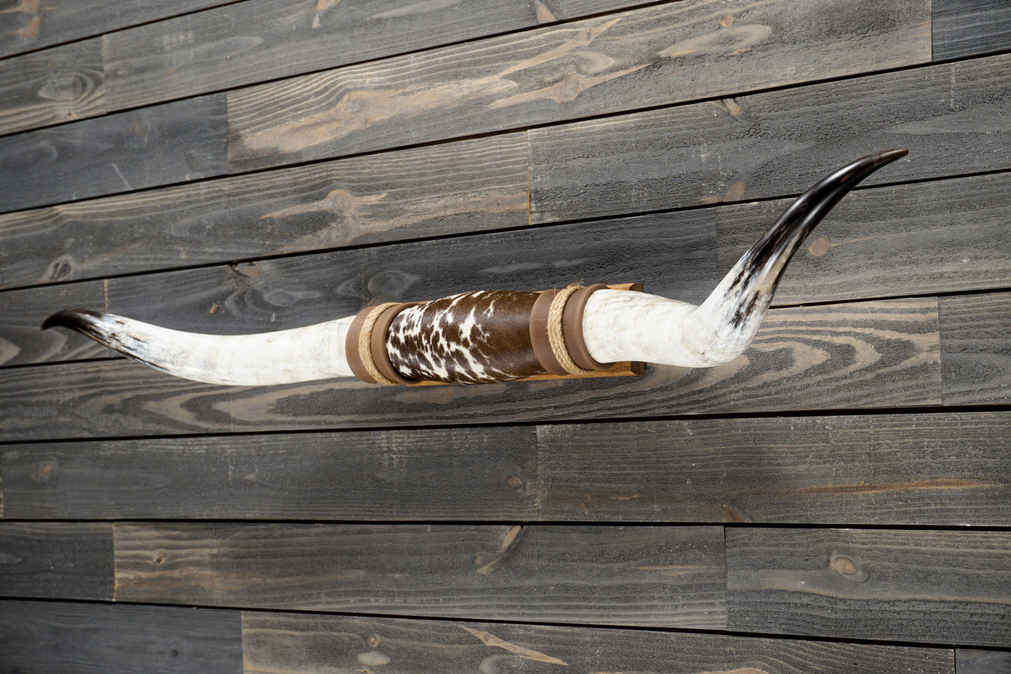 5' 1" Longhorn Wall Mount #279